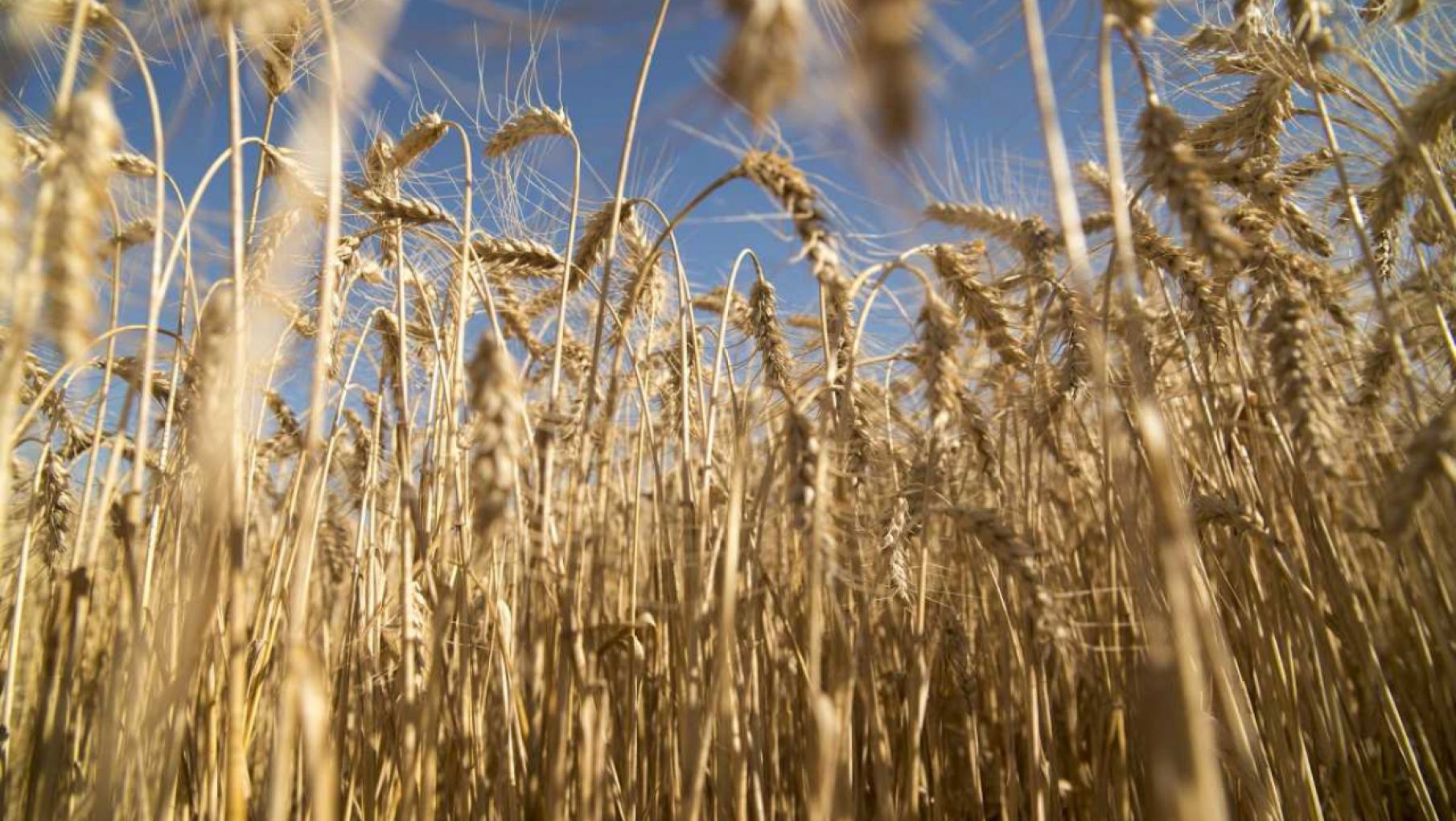 La Argentina, con más viento a favor: será récord el ingreso de divisas por el trigo