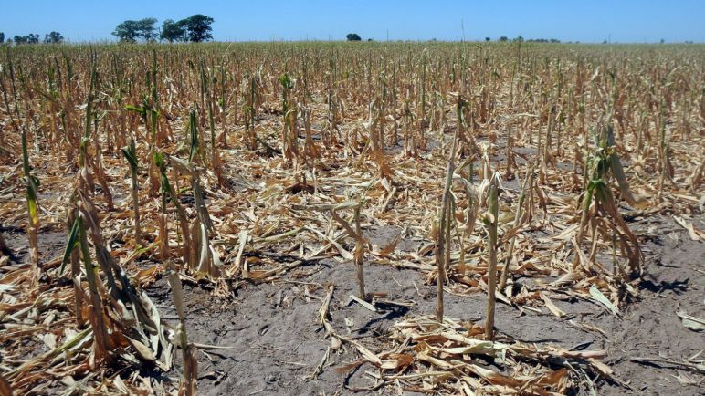 Los beneficios fiscales que otorgará AFIP para las víctimas de la sequía