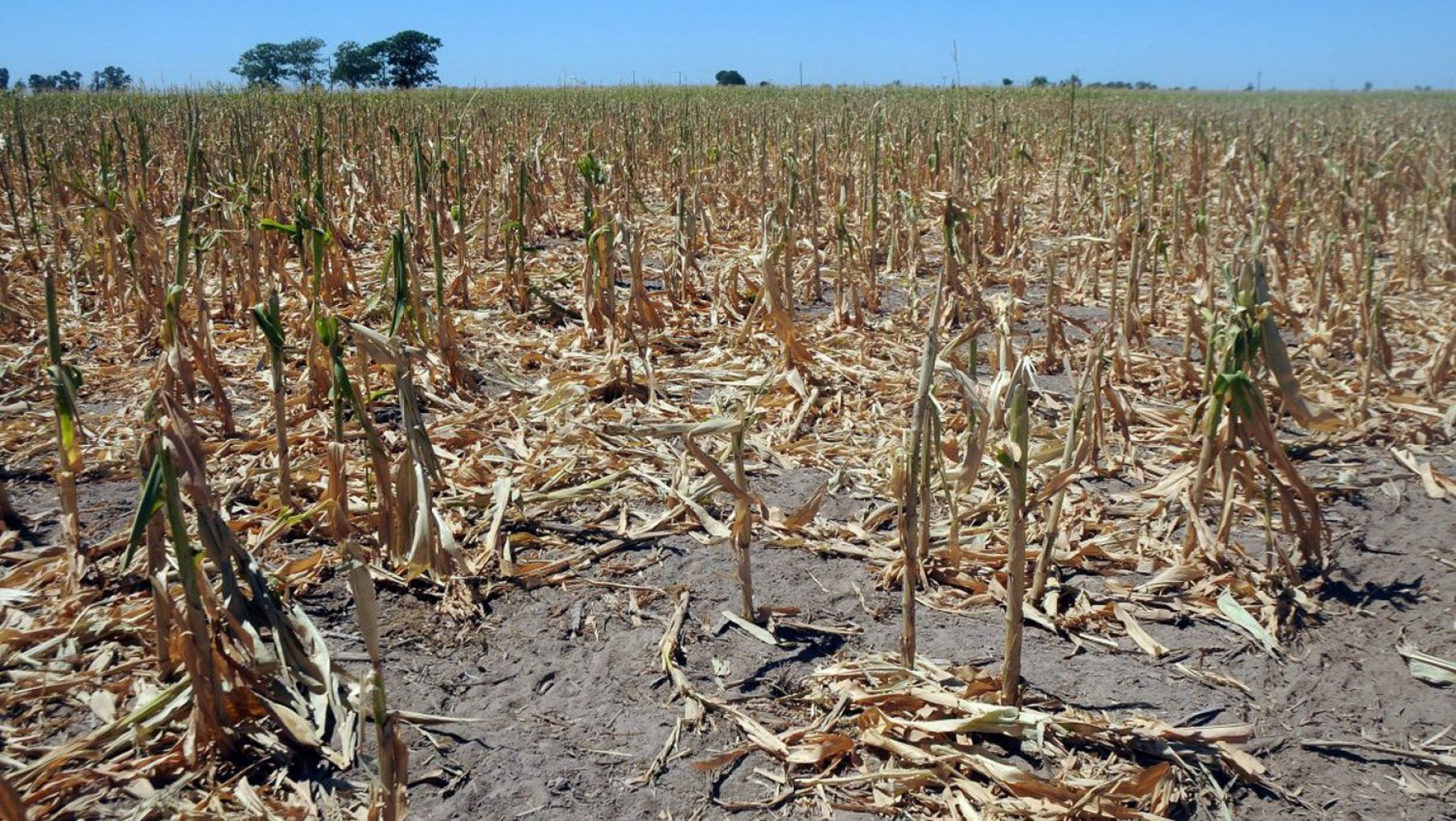 Los beneficios fiscales que otorgará AFIP para las víctimas de la sequía