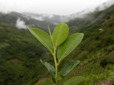 Colombia pedirá junto con Bolivia retirar la hoja de coca de la lista de sustancias prohibidas
