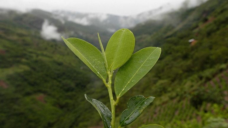 Colombia pedirá junto con Bolivia retirar la hoja de coca de la lista de sustancias prohibidas