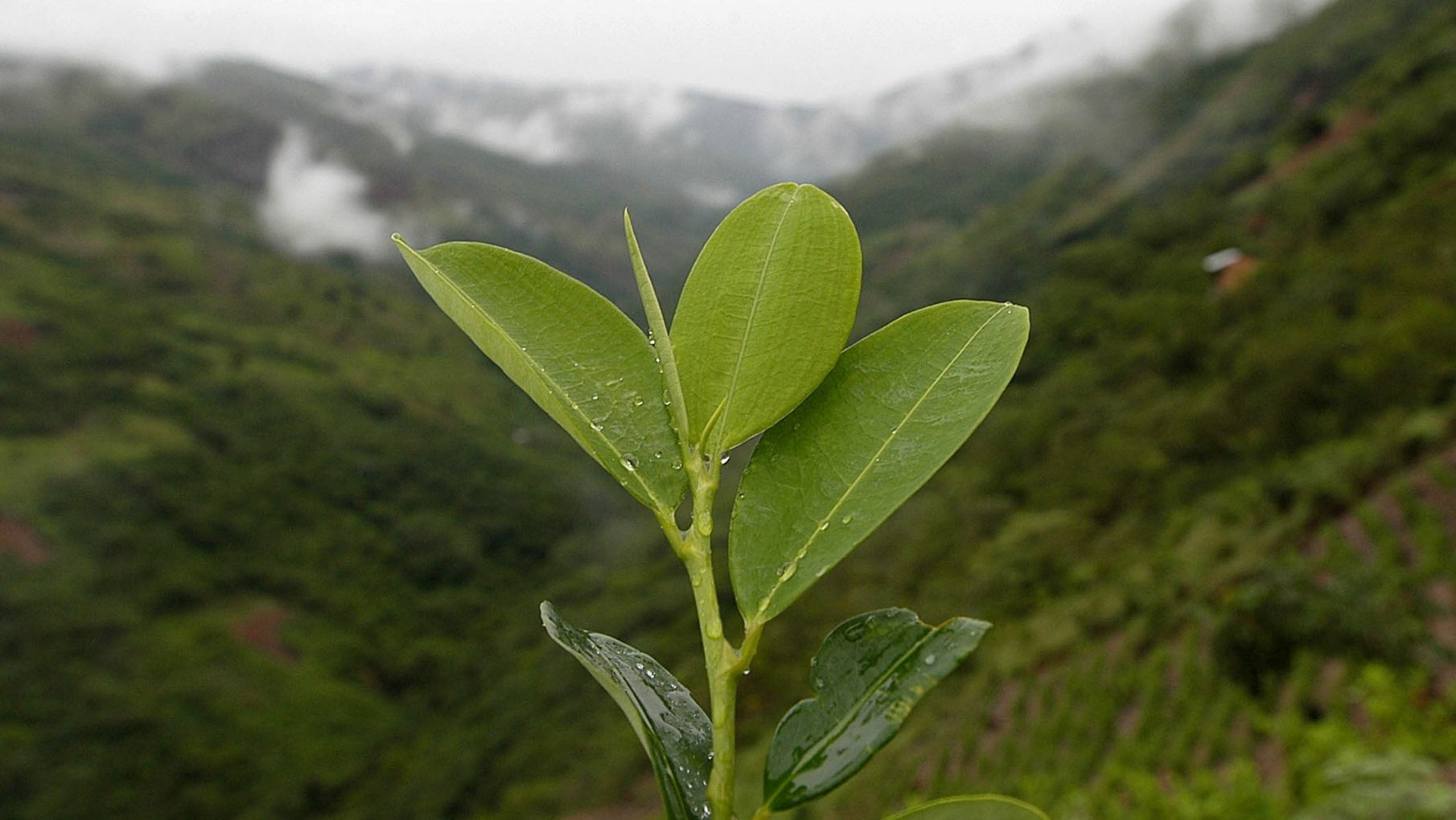 Colombia pedirá junto con Bolivia retirar la hoja de coca de la lista de sustancias prohibidas