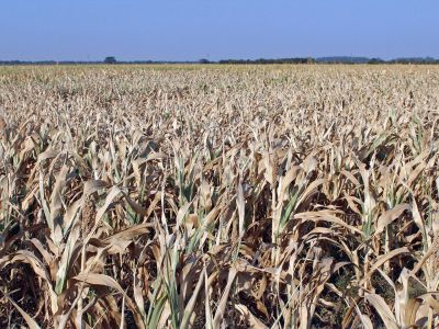 Las exportaciones del agro podrían caer hasta US$8.500 millones por la sequía