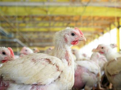 Senasa confirma cuatro nuevos casos de gripe aviar y ascienden a 30 los detectados