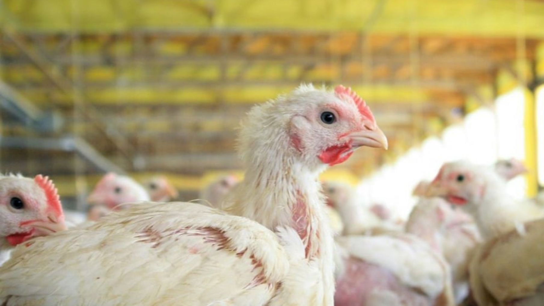 Senasa confirma cuatro nuevos casos de gripe aviar y ascienden a 30 los detectados
