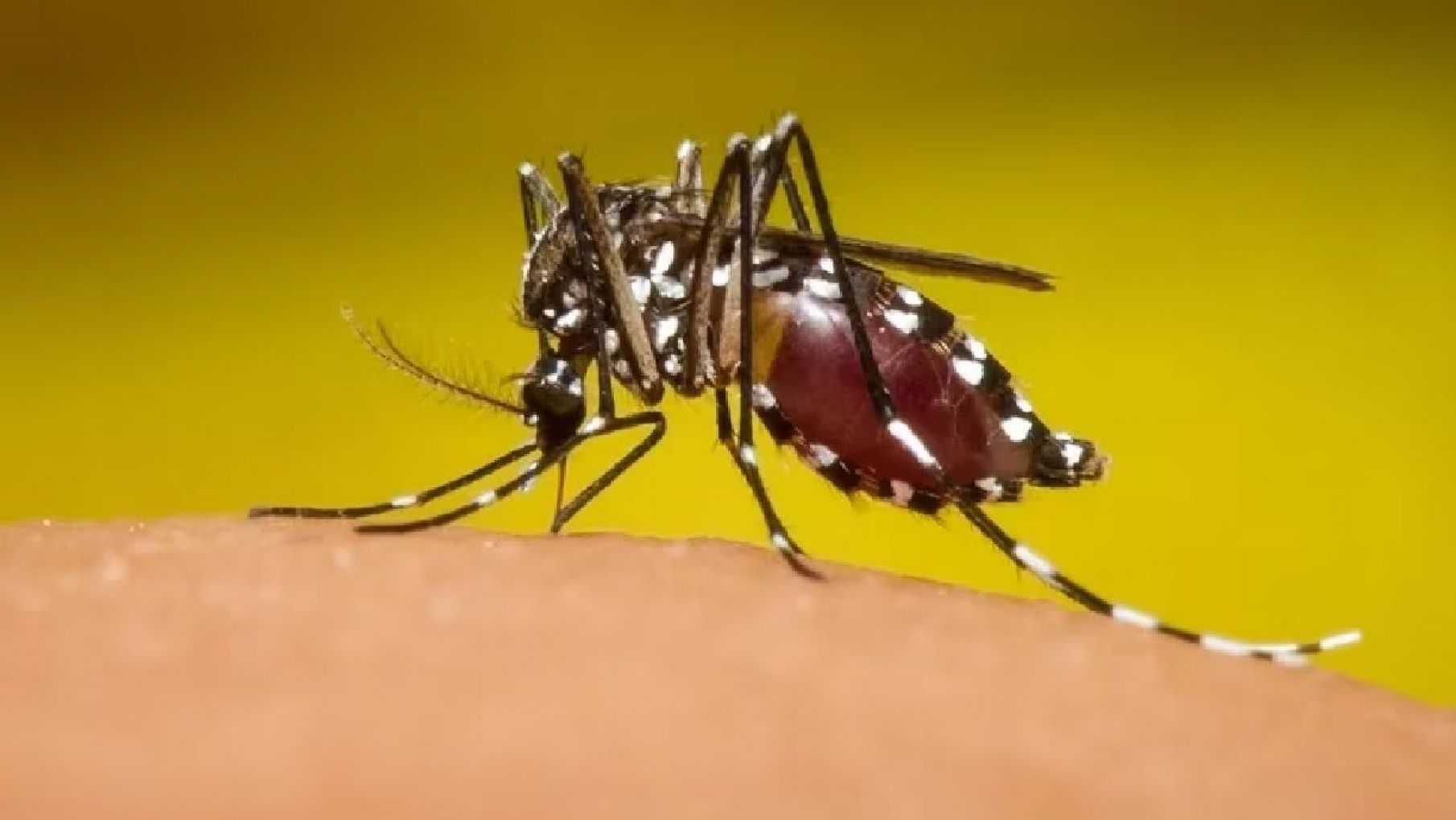 Confirmaron que hay circulación comunitaria de Dengue y Chikungunya en AMBA