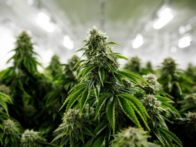 El Gobierno reglamentó la Ley de Cannabis Medicinal