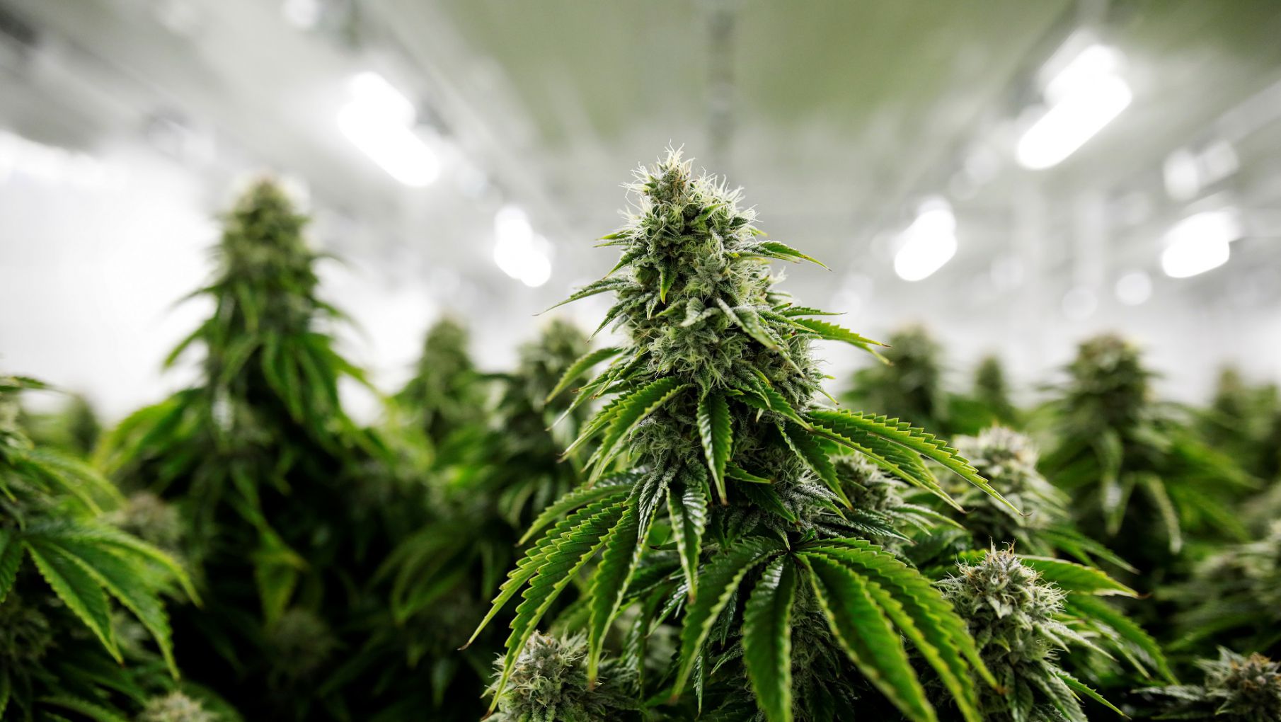 El Gobierno reglamentó la Ley de Cannabis Medicinal