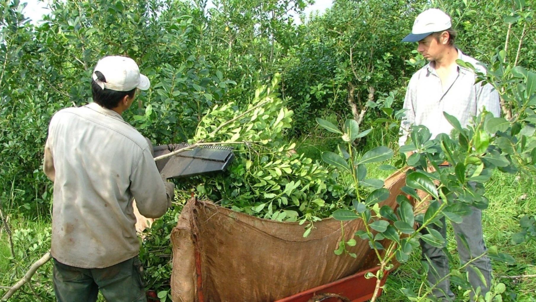 Firme rechazo de los yerbateros al proyecto de Rodríguez Larreta de desregular el sector