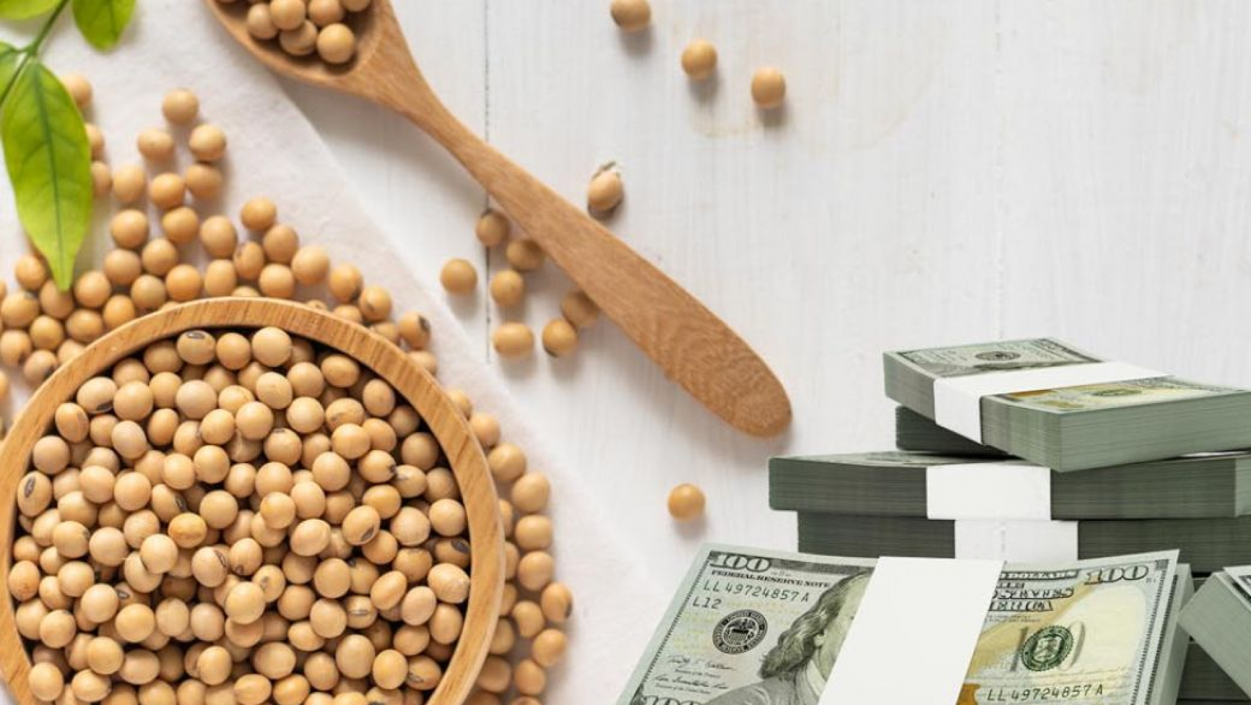 Soja : Detallado informe de la bolsa de Rosario luego de las lluvias