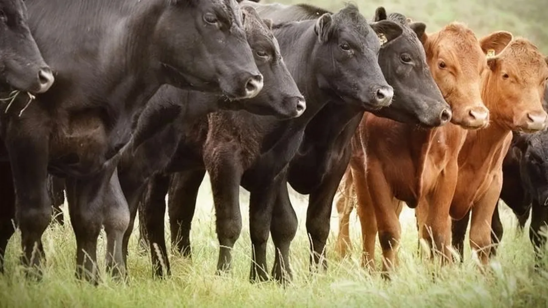 Volvió a subir el precio de la carne en el mostrador y ya está arriba de la inflación