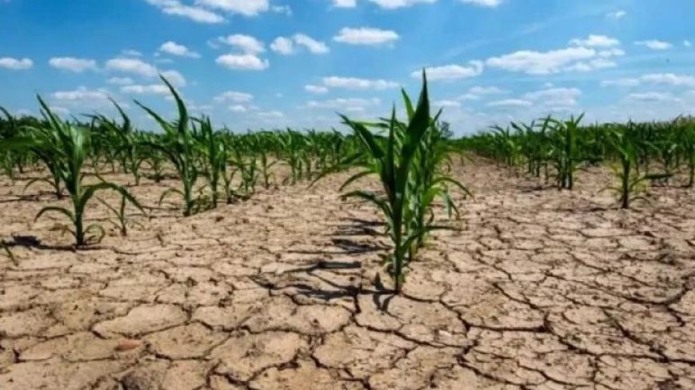 El Gobierno declaró la emergencia agropecuaria para Chaco y Santa Fe