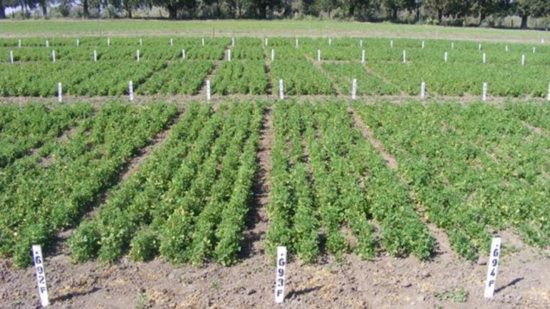 El "oro verde" de Argentina: La alfalfa impulsa a Córdoba y proyecta exportaciones millonarias