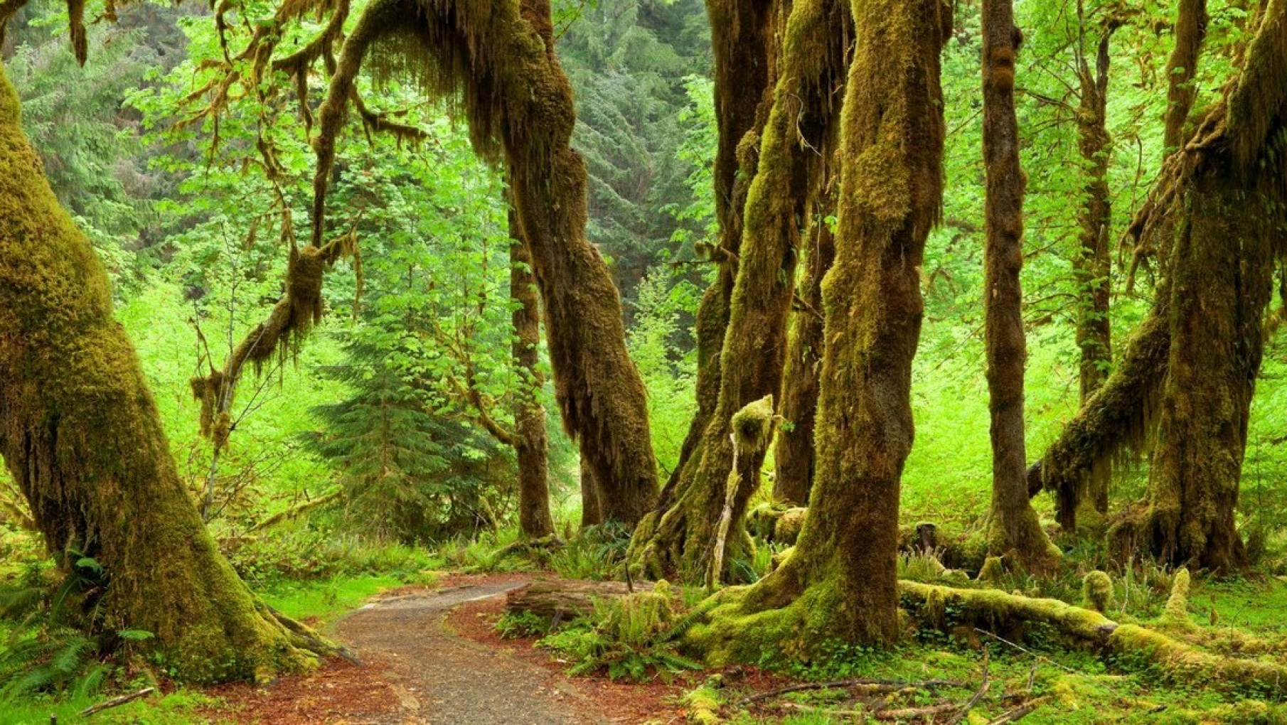 En EEUU , científicos usan datos satelitales para estudiar la recuperación de los bosques