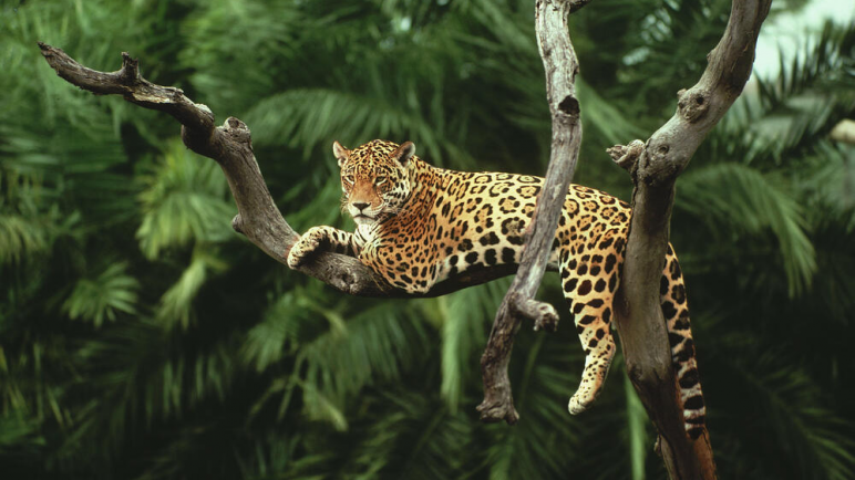 Desde Colombia proponen un corredor entre varios países para proteger el Jaguar