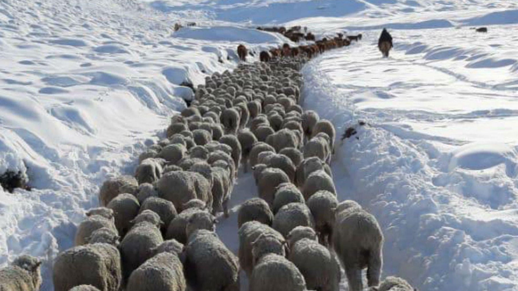 Sorpresa en SMN por una posible nevada en una provincia argentina