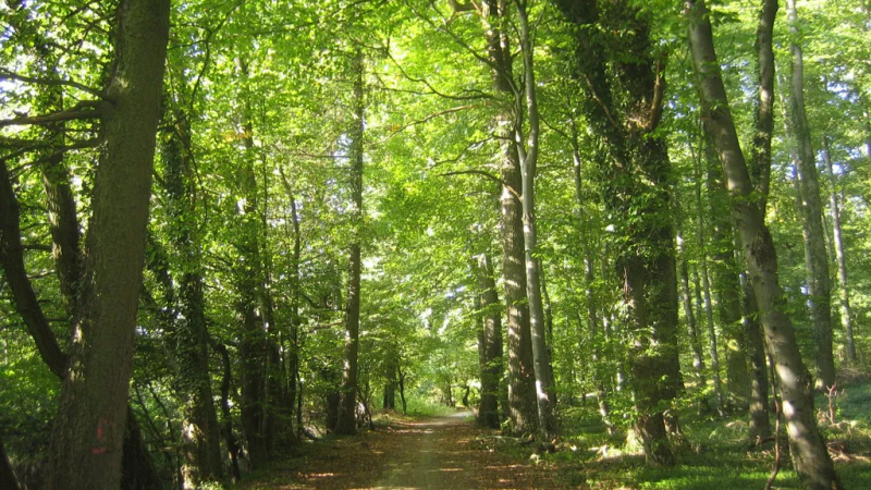 Gobierno impulsa cambios a las leyes de bosques nativos en medio de críticas por el aumento de desmontes