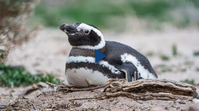 "Reality" de Pingüinos: El CONICET transmite en vivo desde el corazón de una colonia en Chubut