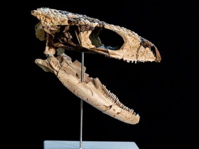 Tesoro en la Patagonia: descubren un pequeño reptil de 70 millones de años y lo reconstruyen en 3D