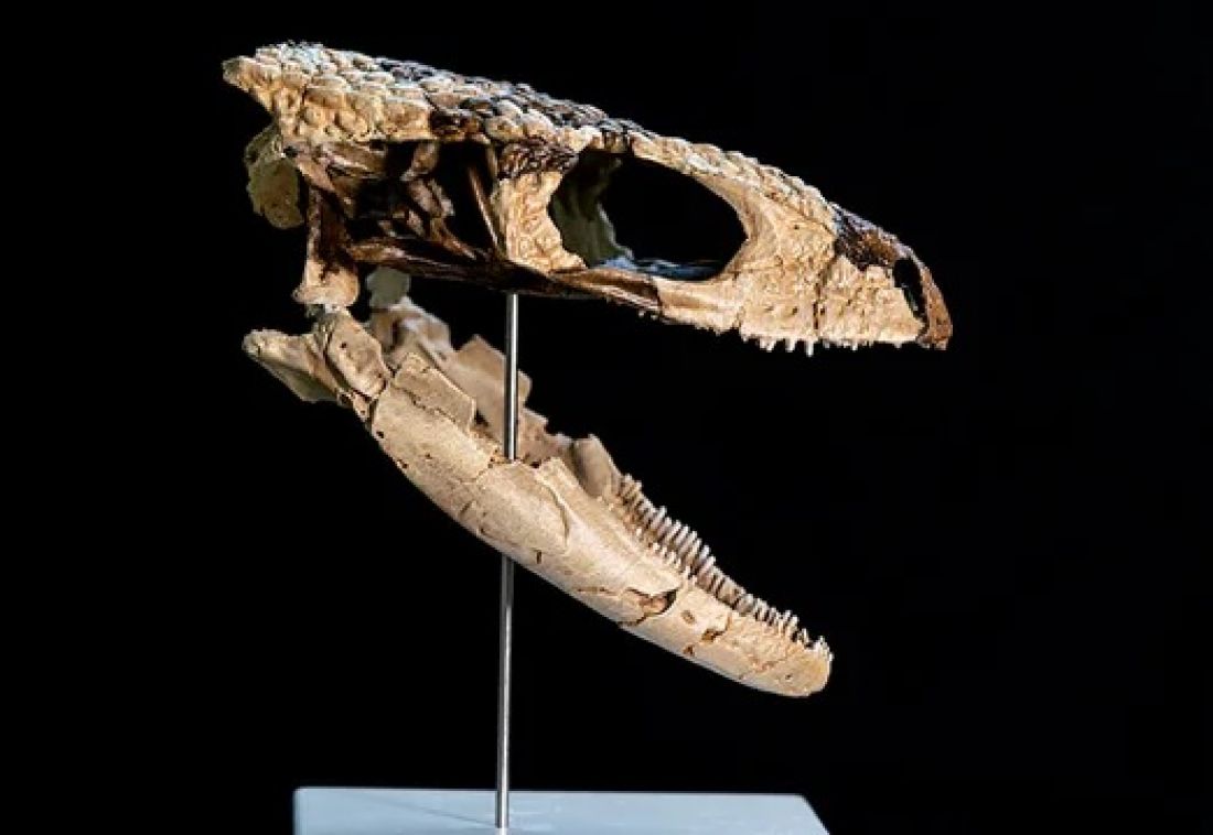 Tesoro en la Patagonia: descubren un pequeño reptil de 70 millones de años y lo reconstruyen en 3D